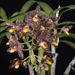Ansellia africana